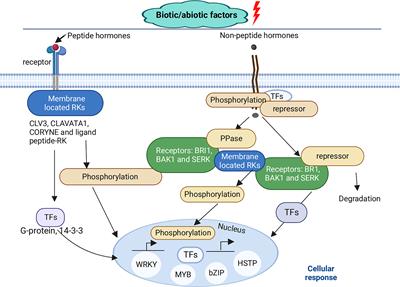 Cotton proteomics: Dissecting the stress response mechanisms in cotton